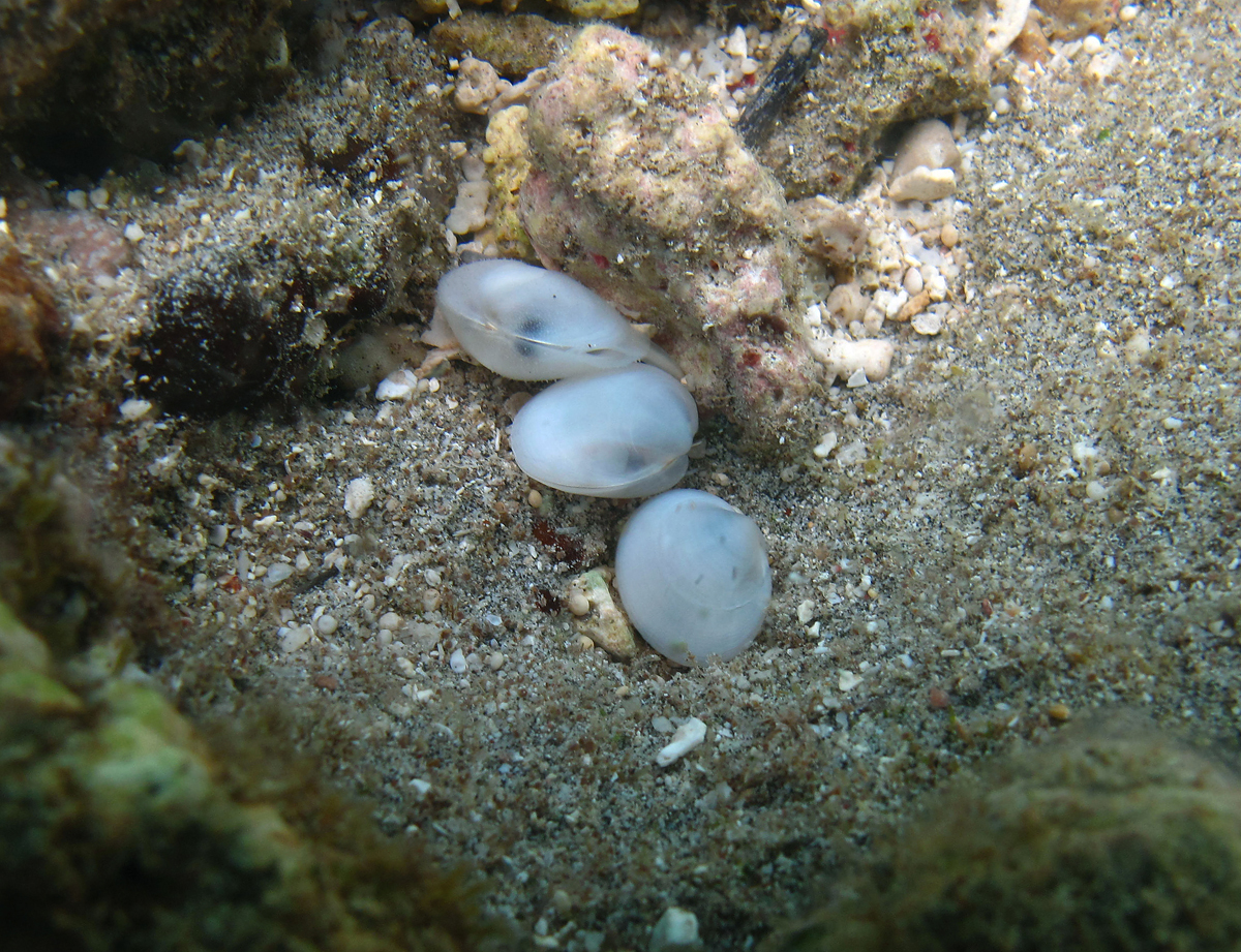 Представитель Семейства Galeommatidae